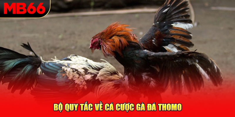 Bộ quy tắc về cá cược gà đá Thomo