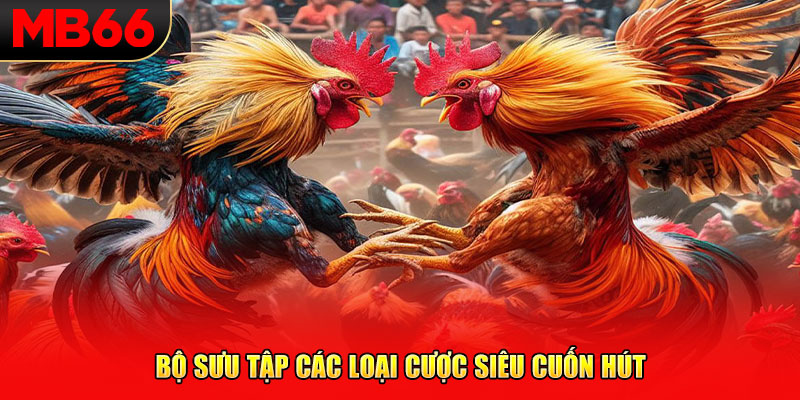 Bộ sưu tập các loại cược siêu cuốn hút