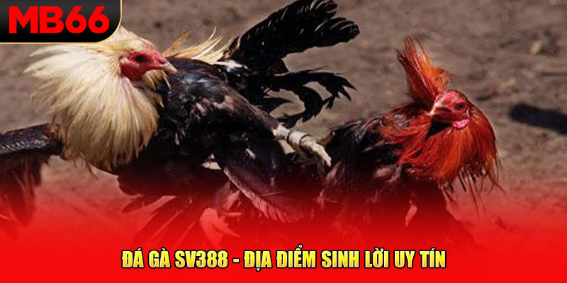 Đá gà SV388 - địa điểm sinh lời uy tín