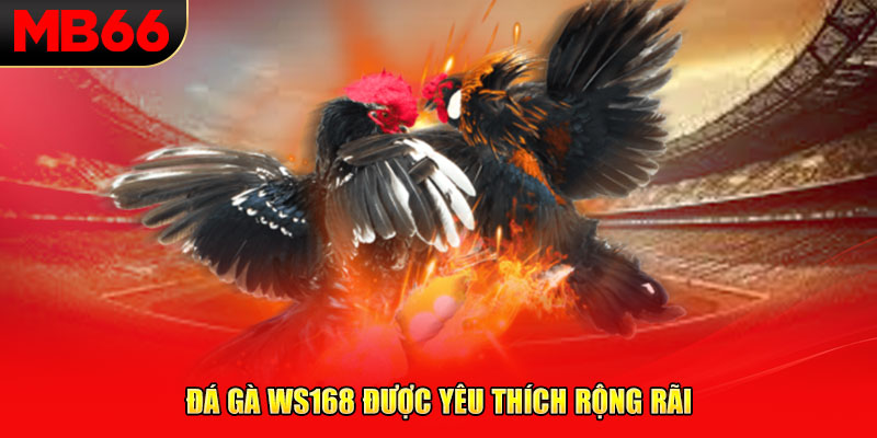 Đá gà WS168 được yêu thích rộng rãi