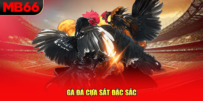 Gà đá cựa sắt đặc sắc