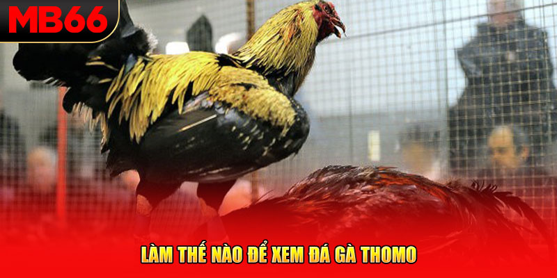 Làm thế nào để xem đá gà Thomo