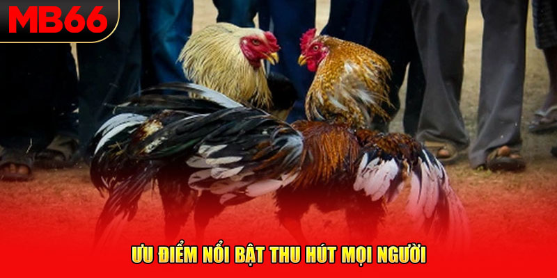 Ưu điểm nổi bật thu hút mọi người