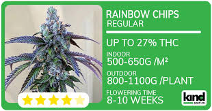 Your Guide to Cannabis Seeds NY Growing, Buying, and Choosing Your Guide to Cannabis Seeds NY Growing, Buying, and Choosing